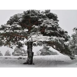 ETJA Prírodný malinový olej 50ml